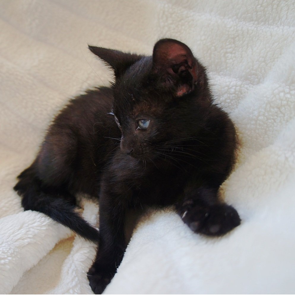 Nana gata negra en adopción en PRODA Vinaros