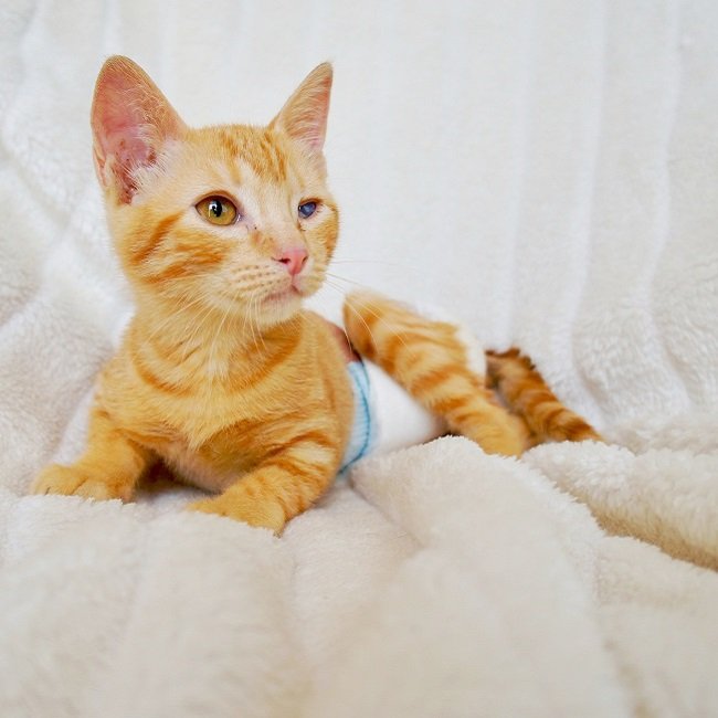 Adoptar a Quasimodo gato pelirrojo naranja en adopción PRODA Vinaros